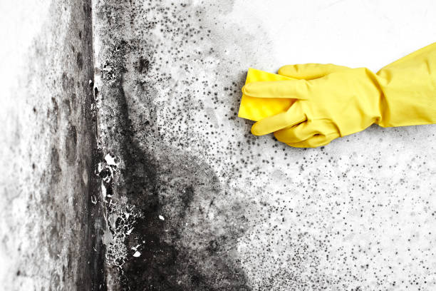 Best DIY Mold Remediation Support Services in Langley, WA