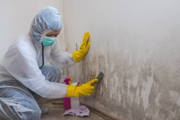 Best Attic Mold Remediation in Langley, WA