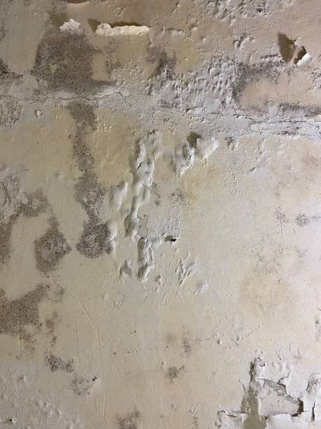 Best Industrial Mold Remediation in Langley, WA