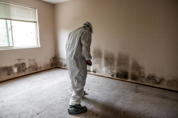 Best Mold Testing and Inspection Services in Langley, WA