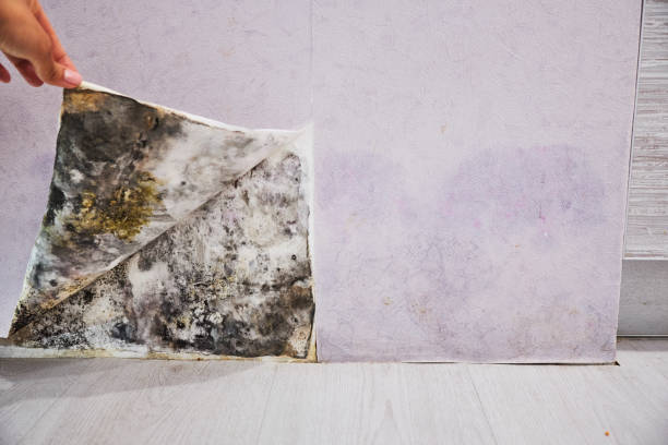 Best Black Mold Remediation in Langley, WA